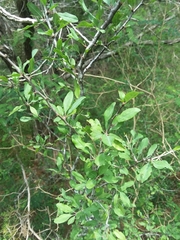 Prunus minutiflora