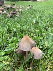 Coprinellus micaceus
