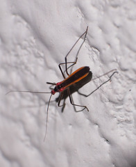 Polytoxus fuscovittatus