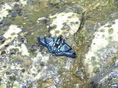Oxynetra confusa