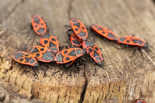 European Firebug, photo 8 of 10