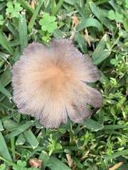 Coprinellus micaceus