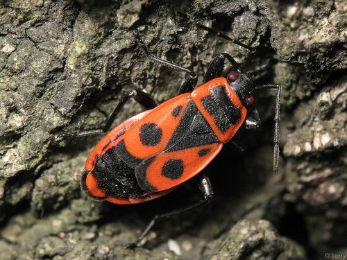 European Firebug, photo 9 of 10