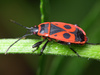 European Firebug - Photo (c) Boris Loboda, some rights reserved (CC BY-NC-ND)