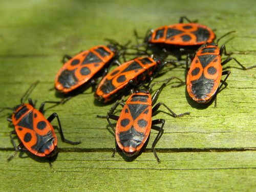 European Firebug photo 3