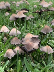 Coprinellus micaceus