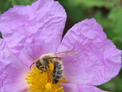 Cistus creticus creticus