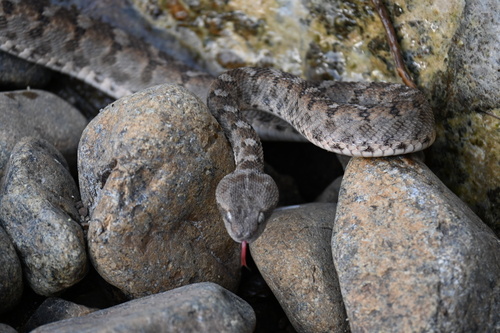 Oman Saw-scaled Viper