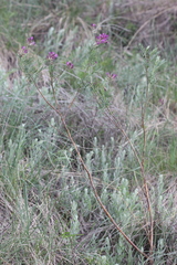 Astragalus cornutus