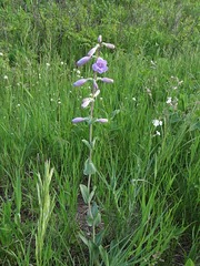 Penstemon grandiflorus