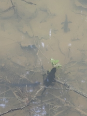 Ichthyosaura alpestris alpestris