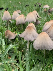 Coprinellus micaceus