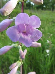 Penstemon grandiflorus