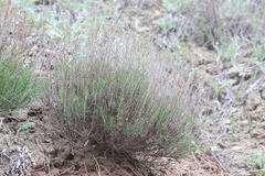 Artemisia salsoloides
