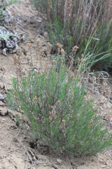 Artemisia salsoloides