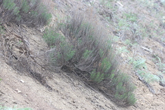 Artemisia salsoloides