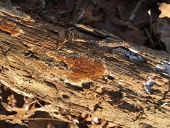 Pycnoporellus alboluteus