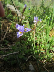 Moraea mediterranea