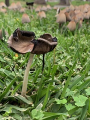 Coprinellus micaceus