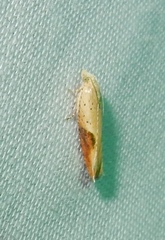 Pseudexentera costomaculana