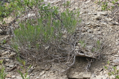 Artemisia salsoloides