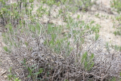 Artemisia salsoloides