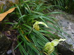 Phragmipedium