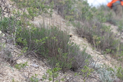 Artemisia salsoloides