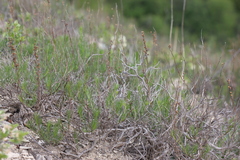 Artemisia salsoloides