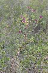 Astragalus cornutus