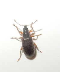 Phyllobius oblongus