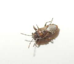 Phlegyas abbreviatus