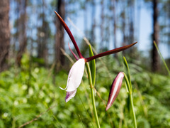 Cleistesiopsis divaricata