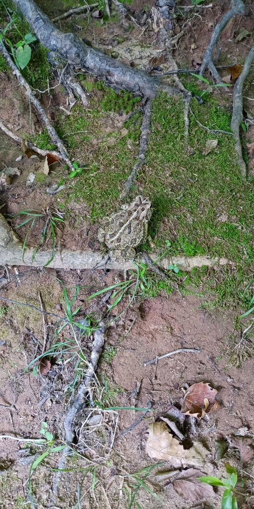 Fowler's Toad from Durham, NC 27712, USA on June 11, 2024 at 08:24 AM ...