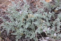 Astragalus testiculatus