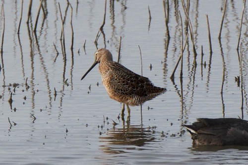 Agujeta escolopácea (Limnodromus scolopaceus)