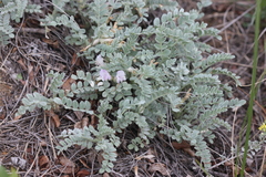 Astragalus testiculatus