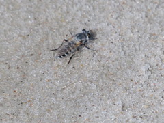 Laphystia litoralis