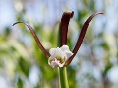 Cleistesiopsis divaricata
