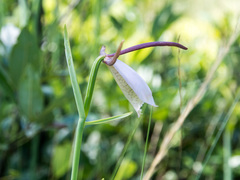 Cleistesiopsis divaricata