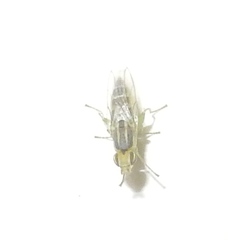 Meromyza