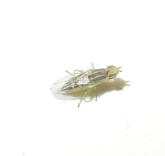 Meromyza