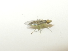 Meromyza