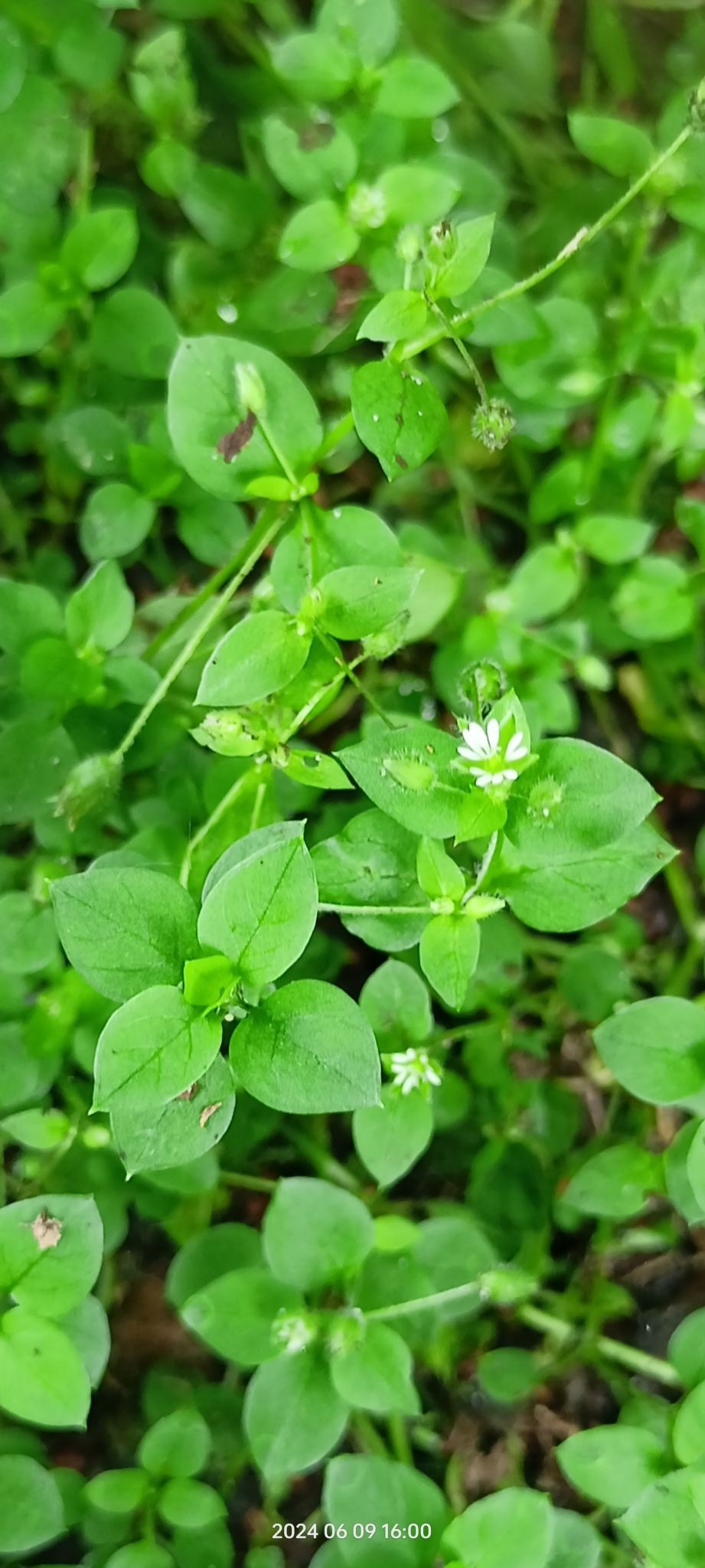 Stellaria media — photo 3
