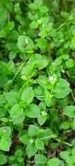 Stellaria media — photo 3