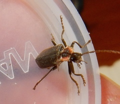 Atalantycha dentigera