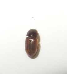 Aphodius