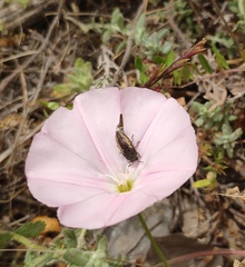 Acmaeodera flavolineata