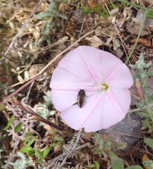 Acmaeodera flavolineata