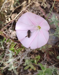 Acmaeodera flavolineata